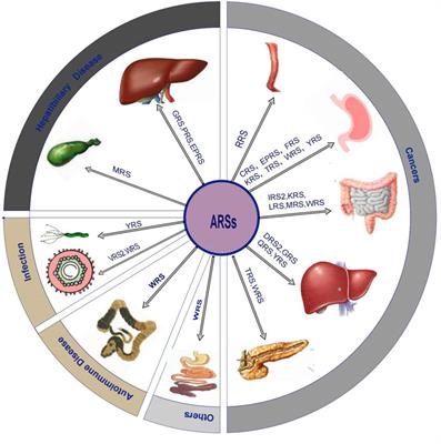 The pathophyiological role of aminoacyl-tRNA synthetases in digestive system diseases